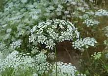 Wild Pimpinella in Behbahan, Iran