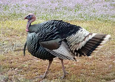 Meleagris gallopavo