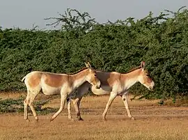 Indian Wild Ass