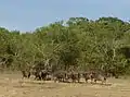 Herd of wild water buffaloes