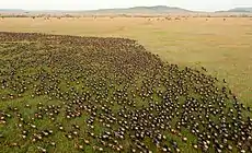 Image 29Wildebeest migration in the Serengeti (from Tanzania)