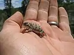 Pygmy short-horned lizard (Phrynosoma douglasii)