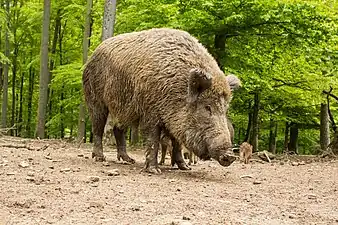 Wild boar