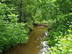 Wilkinson Creek through low brush