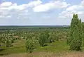 Blueberry-covered sandy heath on the northern slope