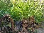 Winding trunks of an old clump, Manasota Key, Florida