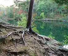 Tree roots anchor the structure and provide water and nutrients. The ground has eroded away around the roots of this young red pine tree.