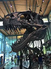 Witte Museum