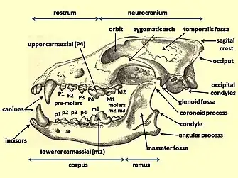 Incisors at the front, followed by canines, followed by premolars, followed by molars at the back