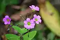 Pink flowers