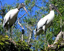 Wood storks on the Smith Canal near Blue Spring