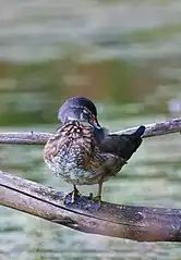 Wood duck