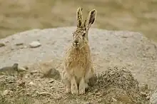 Brown hare