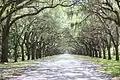 Wormsloe's oak avenue in summer