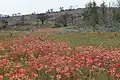 Paintbrushes and Bluebonnets in Burnet County