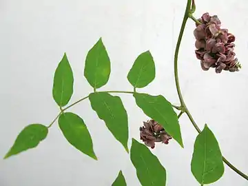 Leaves and flowers