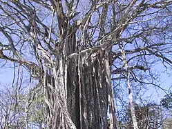 Old strangler fig in the final stage, Costa-Rica, Pacific