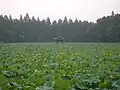 A lotus pond near the botanical garden - the lotus seed ripening season