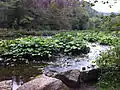 Butterbur colony on the Wutach