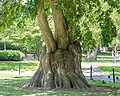 Old wych regenerating, Boston Public Garden (2022)