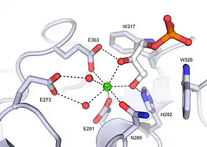 Xenopus embryonic epidermal lectin (XEEL) ligand binding site with bound D-glycerol 1-phosphate. The calcium ion is shown as a green sphere and the ordered water molecules are shown as red spheres.