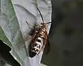 X. hesterae male photographed in Guatemala.