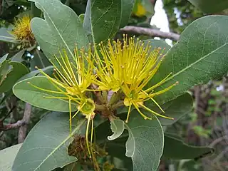 Xanthostemon paradoxus in flower, Charles Darwin National Park,Nov 2010