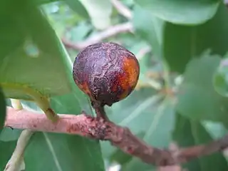 Xanthostemon paradoxus very ripe fruit