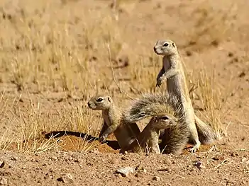 Cape ground squirrels