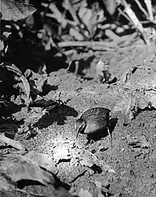 Laysan rail photographed in 1913.