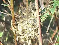 A mass of young larvae on the food plant