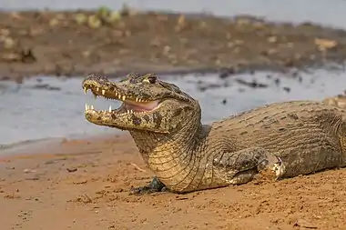 Image 2Yacare caimanPhotograph: Charles J. SharpThe yacare caiman (Caiman yacare) is a species of caiman found in central South America. About ten million individuals, such as this one, exist within the Brazilian pantanal, representing what may be the largest single crocodilian population on Earth. This small-to-medium sized species feeds mainly on fish (especially piranha), but also eats birds, reptiles, and small mammals.More selected pictures