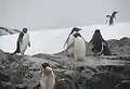 Adelie penguins in the Yalour Islands