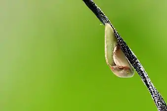 Pupa