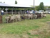 Kelpie going back down a race to move the sheep forward