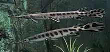 Longnose gar (Lepisosteus osseus)