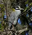 Yellow-crowned night heron.