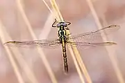 Female dorsal view