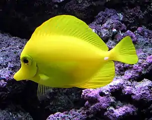 The usually placid yellow tang can erect spines in its tail and slash at its opponent with rapid sideways movements