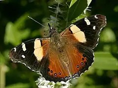 Vanessa itea,yellow admiral