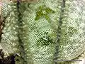 A yellow stingray behind a gorgonian.