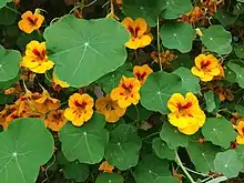 Flowering yellow and red