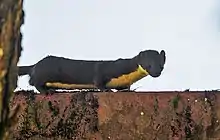 Black and yellow mustelid on rock