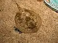 A yellow stingray at the Oregon Coast Aquarium in Newport, Oregon.