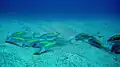 A school of yellow-striped goatfish (Parupeneus chrysopleuron) and whitesaddle goatfish searching food on the sandy bottom, northeast coast, Taiwan