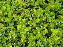 Clinopodium douglasii