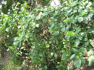 Branches of simpor leaf