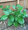 Young noni growing on Oahu, Hawaii.