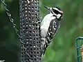 At a peanut feeder