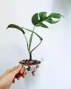 A young R. tetrasperma growing in a tea cup planter with drainage. Leaves of younger plants may not yet form the fenestrations that distinguish this species, especially if not given enough bright, indirect light.